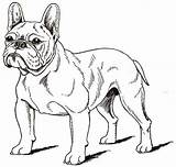 Coloriage Bouledogue Francais Bulldog Danieguto sketch template