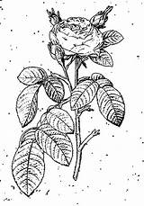 Coloring Rose Flower Wecoloringpage Pages sketch template