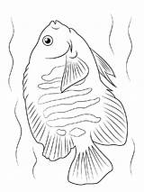 Angelfish Kaiserfisch Ausdrucken Mycoloring Angelote sketch template