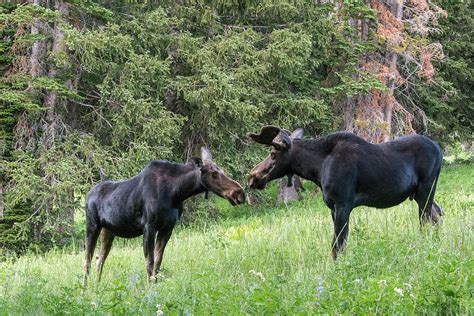 bull   moose interaction photograph  howie garber fine art