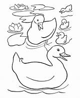 Coloring Easter Duck Ducks Pages Kids Sheets Colouring Family Preschool Pond Color Printable Kindergarten Drawing Little Gif Drawings Happy Activity sketch template