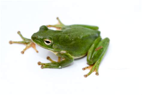 american green tree frog wikiwand