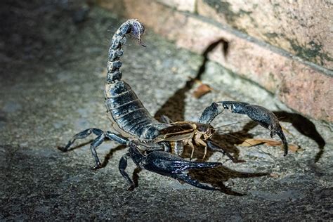 skorpion foto bild natur tiere wildlife bilder auf fotocommunity