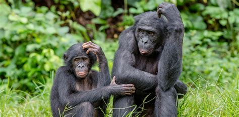 curious kids   humans   fur  chimpanzees  gorillas