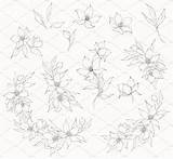 Hellebore Florals sketch template