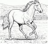 Coloring Running Horse Pages Realistic Getcolorings Color sketch template