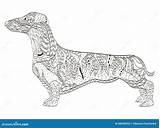 Dachshund Coloring Adults Vector Zentangle Book Dog Adult Illustration sketch template