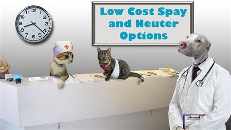 cost spay  neuter options