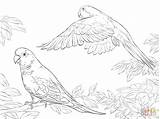 Coloring Pages Quaker Parrots Bird Parrot Two Supercoloring Printable Animal Budgie Puerto Realistic Drawing Tracing Rican Rico Drawings Ausmalbild Exotic sketch template