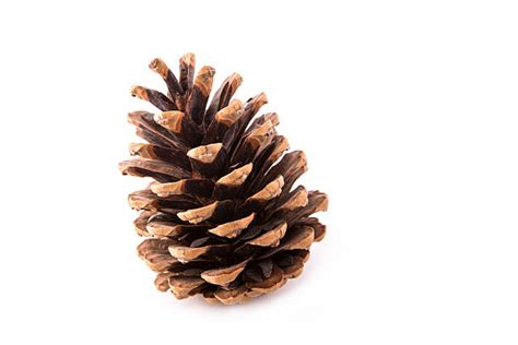 pine cone pictures images  stock  istock