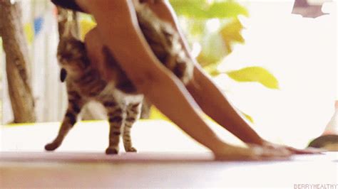 cat yoga find and share on giphy