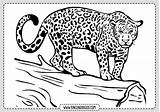 Leopardo Leopardos Navegación Rincondibujos sketch template