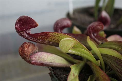 parrot pitcher plant sarracenia psittacina grow  care travaldos