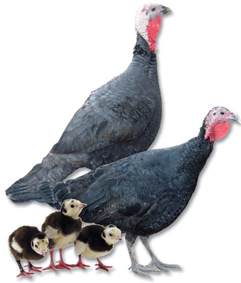 Black Spanish Turkey Straight Run Welp Hatchery