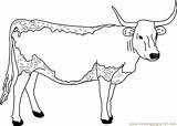 Cow Longhorn Coloring Pages Printable Clipart Template Animals Colouring Kids Clip Drawing Caw Cat Mewarnai Sapi Library Clipground Popular Drawings sketch template