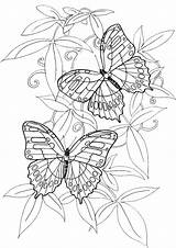 Coloring Pages Butterfly Adult Kids Printable sketch template