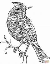 Coloring Cardinal Pages Zentangle Printable Drawing Northern Birds Flowers Cardinals Bird Color Easy Line Louisville Louis St Adults Getcolorings Getdrawings sketch template
