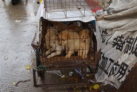 dog meat    menu  south korea olympics