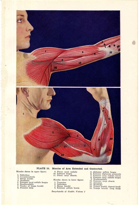 arm muscles flexed  extended human anatomy  flickr