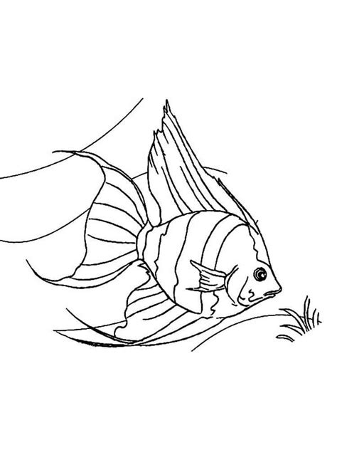 angelfish coloring page pages sketch coloring page