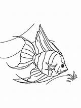 Coloring Angelfish Printable Fish Angel Coloringbay Recommended sketch template