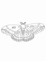 Moth Cecropia Coloring Pages Supercoloring Categories sketch template