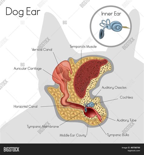 structure dog ear vector photo  trial bigstock