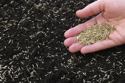 sow grass seed complete guide bury hill topsoil blog