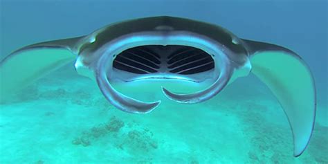 close  personal  giant oceanic manta rays huffpost