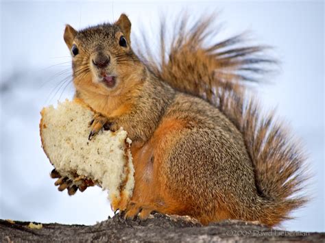 squirrel squirrel eating  pbj  david lieberman special