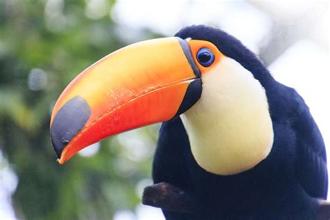 fascinating facts  toucans