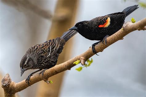 sex differences occur  birds bird spot