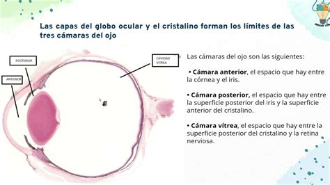 ojo embriologia anatomia histologia de las estructuras del ojo