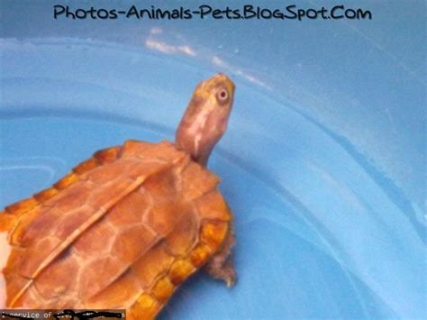 cute turtle pics  animals petsblogspotcom