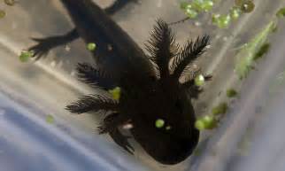 mexicos axolotl   lake  scientists feared species  vanished daily mail