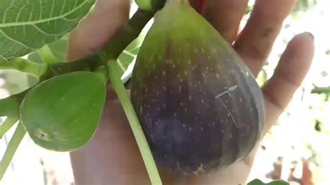 grow alot  giant figs youtube