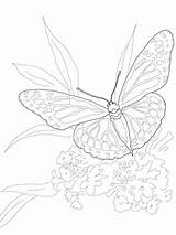 Monarca Mariposas Mariposa Supercoloring 2750 Dibujos Monarch sketch template