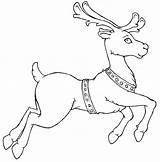 Reindeer Coloring Pages Santa Flying Christmas Rudolph Template Drawing Nosed Printable Clipart Deer Color Print Templates Red Realistic Sleigh Caribou sketch template