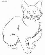 Cat Coloring Pages Kitten Color Printable Realistic Calico Wild Tabby Cats Drawing Kittens Kids Baby Tiger Template Javanese Print Drawings sketch template