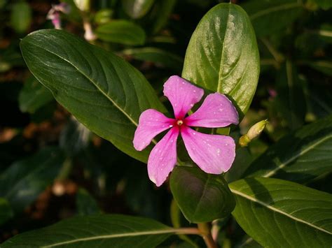 plants  produce flowers   petals   lovely flower garden