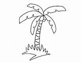 Tree Palm Coloring Tropical Coloringcrew Book sketch template