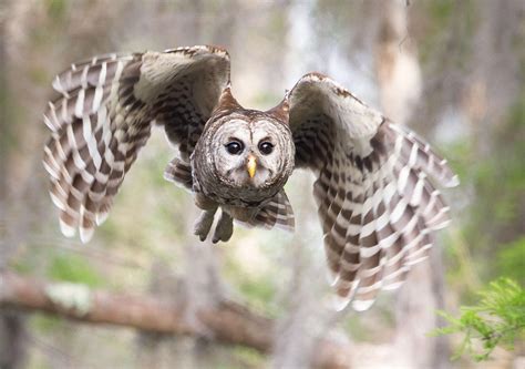 hear    hoots   barred owl audubon
