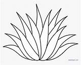 Agave Plant Vector Clip Clipart Freeuse Pngkey Kindpng sketch template