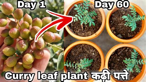grow curry leaf plant  seeds  youtube