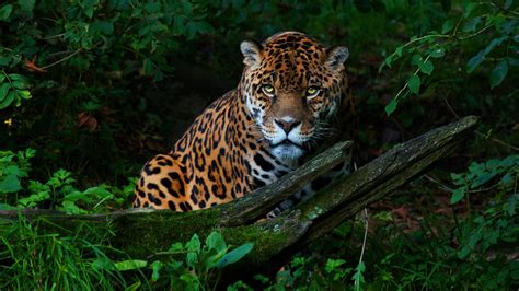 big cat jaguar laptop full hd p hd  wallpapers images