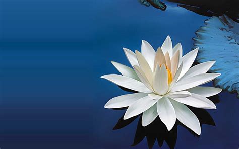 white lotus wallpapers wallpaper cave