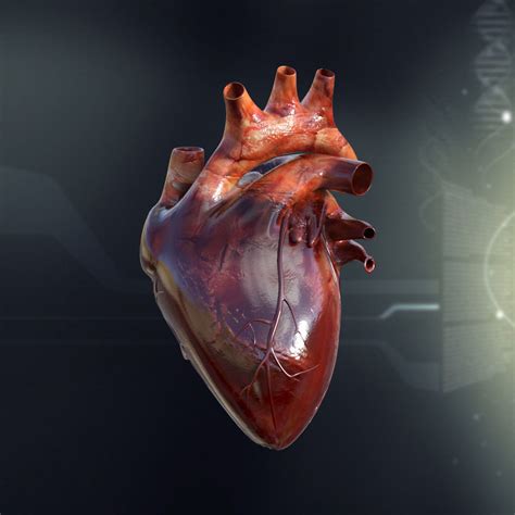 human heart anatomy  model cgtrader