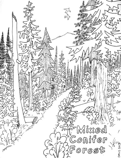 forest  nature  printable coloring pages