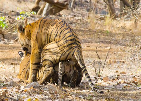 tiger love stock image image of lion love park india 31409117