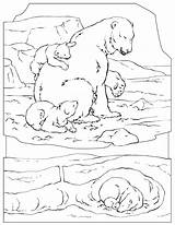Arctic Sheets Coloriages Ours Didattica Coloriage Coloringhome Tundra Bears Animaux Polarbear Disegno Fun Motor sketch template